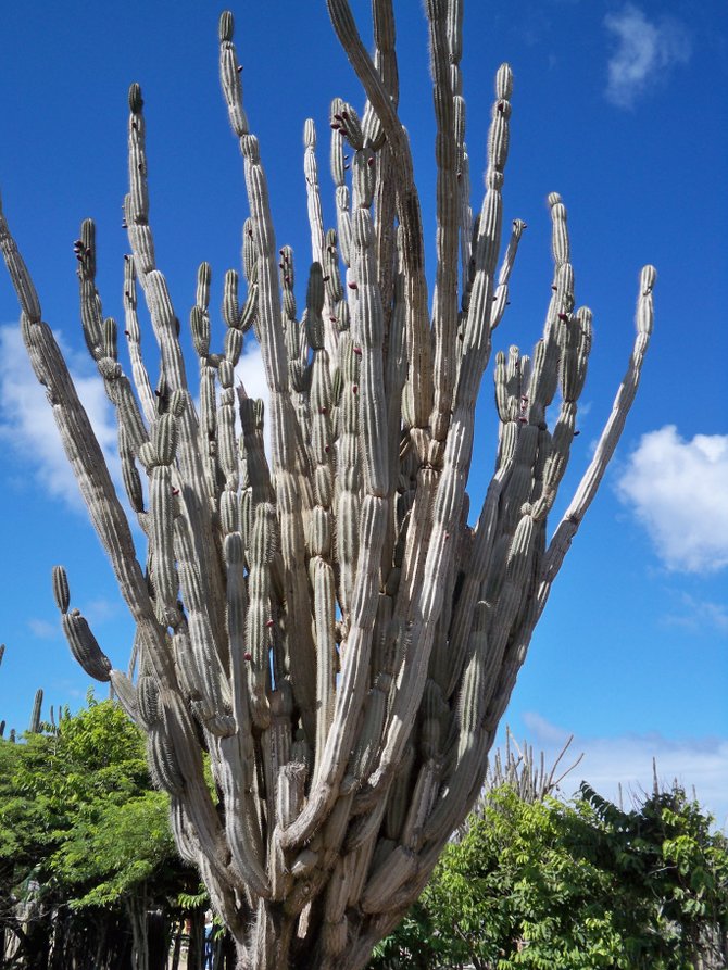 A very large cactus tree at Washington-Slagbaai Park on the island of Bonaire
