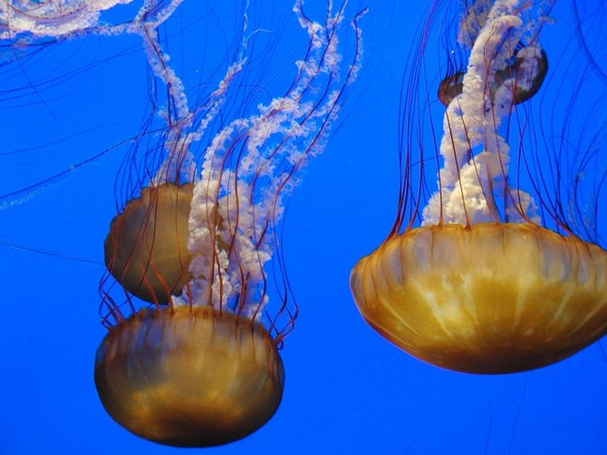 Jelly Fish at the Monterey Bay Aquarium
