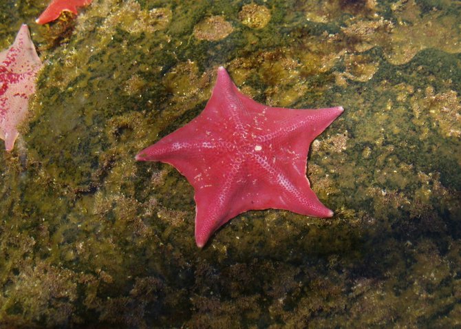 This bright pink starfish lives in a tidepool at Sea World. There were others in the pool that were bright red. The colors on these starfish were so pretty that they almost looked like jewels. 
