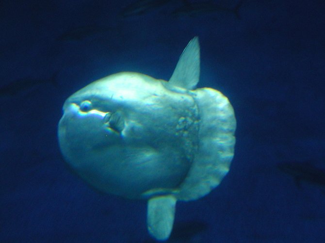 Unidentified Flying Object, Monterey Bay Aquarium 
