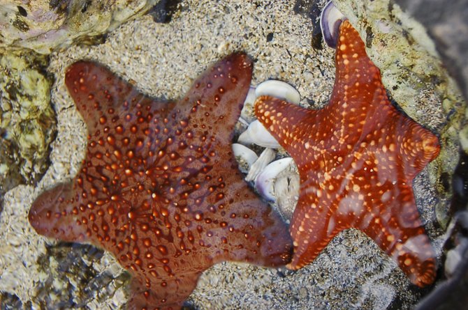 Maui Ocean Center Starfish