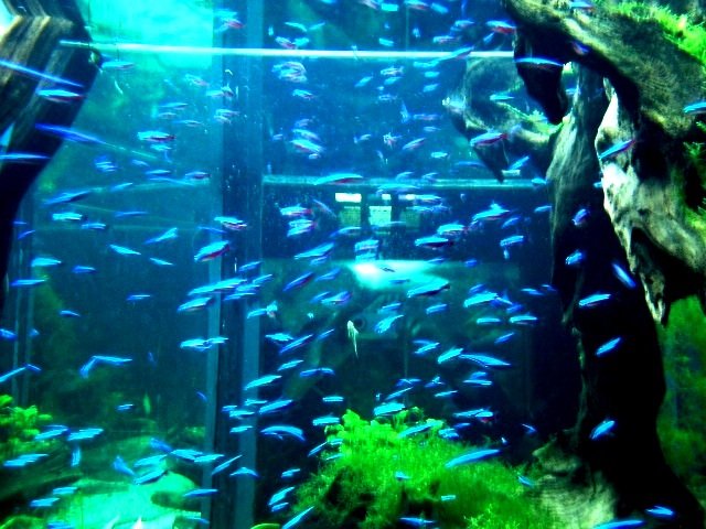 Filled with neon fish, this aquarium at Sea World looks like an electric light show.
