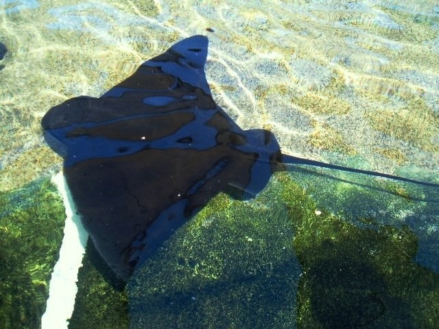 This stingray, residing at Sea World, looks like a stealth bomber cruising through the water.

