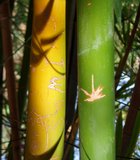 If you go out to the Wild Animal Park, you may notice that people have scratched graffiti into many of the stalks of various bamboo …