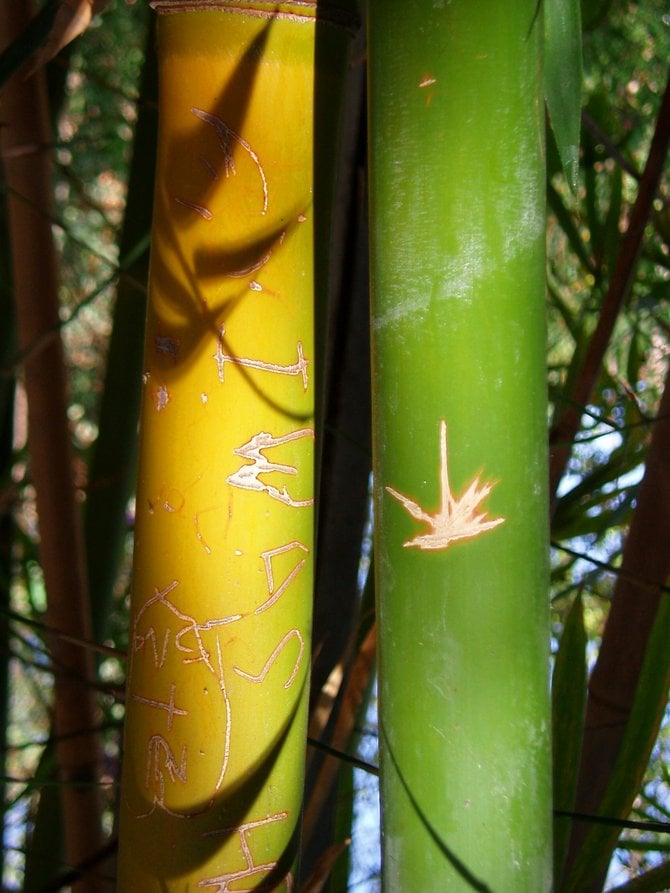 If you go out to the Wild Animal Park, you may notice that people have scratched graffiti into many of the stalks of various bamboo plants. Although I would prefer that people would not damage the plants,
I couldn't help but notice this one particularly beautiful impressionistic bamboo still life.
