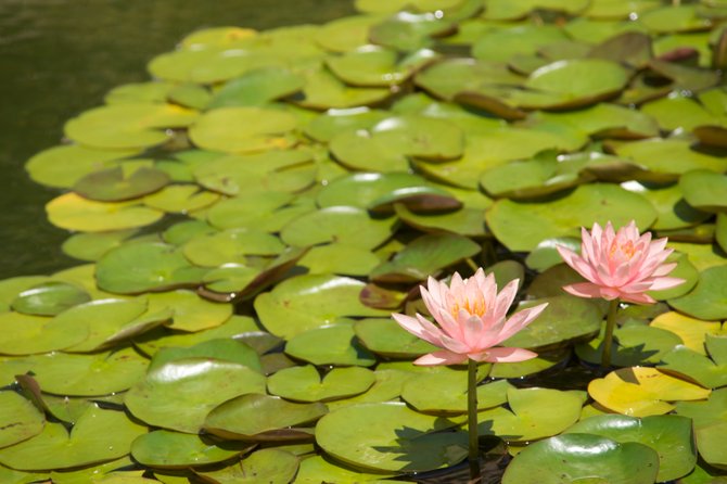 Shot of the Lily Pond by Jose Gutierrez.
