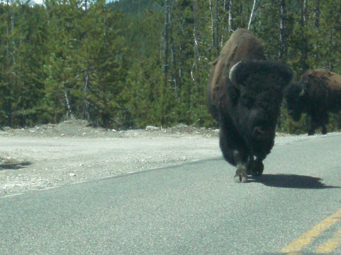 A close encounter with a buffalo in Yellowstone National Park