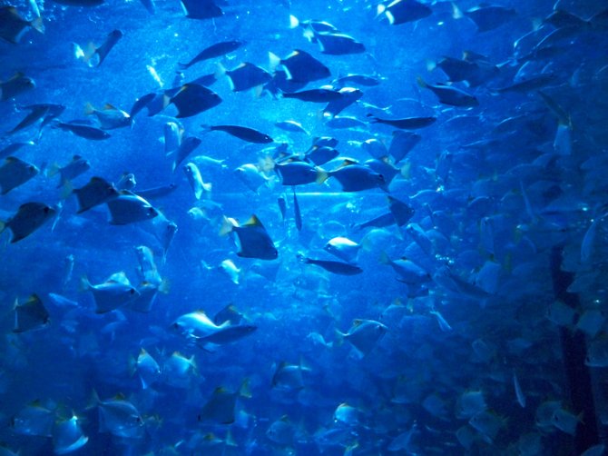 The beautiful wrap around fish tank at the Sea Life Aquarium