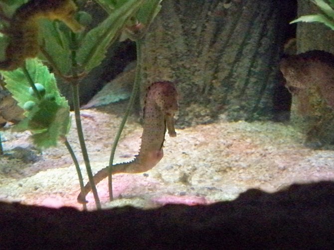 A seahorse at the Sea Life Aquarium