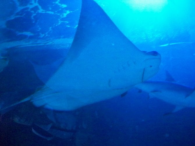 A stingray at the Sea Life Aquarium
