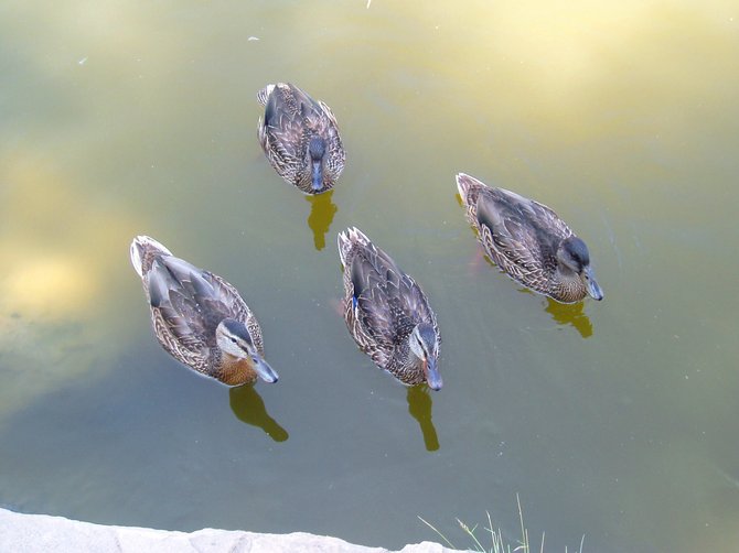 This was the day I finally got all my ducks in a row. These happy quackers were following me upstream in hopes that I would give them a tasty treat. They live in the Buena Vista Creek bed next to the Krikorian Theater in Vista. 