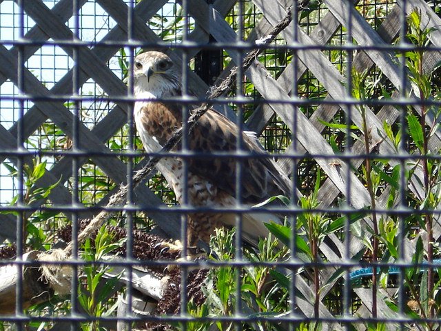 Hawk at Chula Vista Nature Center.