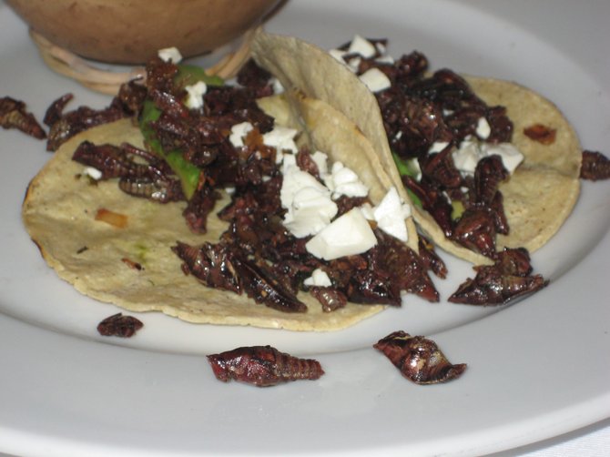 Grasshopper tacos