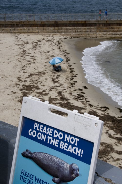 A lone person stakes a claim to the beach in the ongoing human v. seal battle for the Children's Pool, La Jolla
