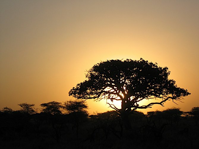 Sunset behind a baobab tree in the Masai Mara, Kenya.
