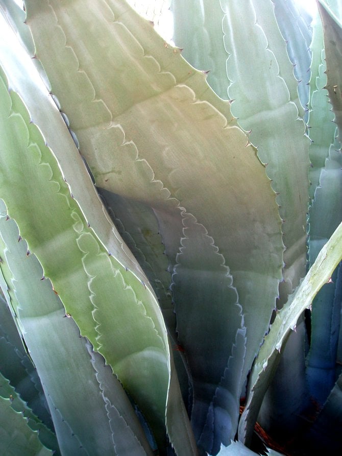 This is a closeup shot of a blue agave plant on the Scripps Memorial Hospital campus in La Jolla. It reminded me of an underwater scene. It was very soothing in a time of need.