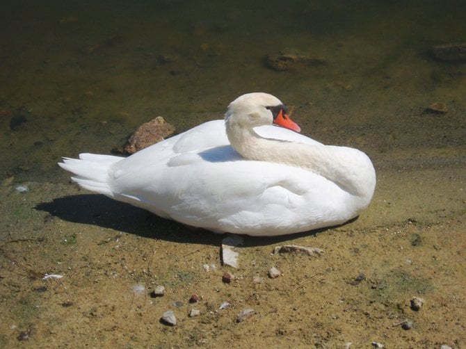 This sleeping beauty lives at Lake San Marcos with other swans, ducks and geese and the occasional sea gull. 