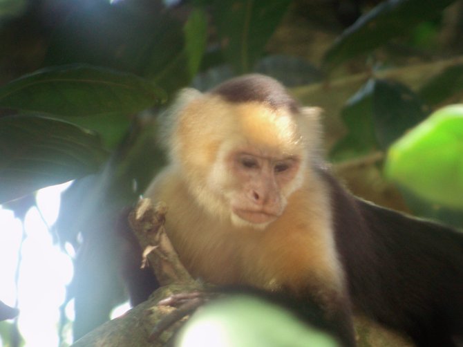 Capuchin monkey. This picture was assisted by my guide and his telescope. (Manuel Antonio, Costa Rica)