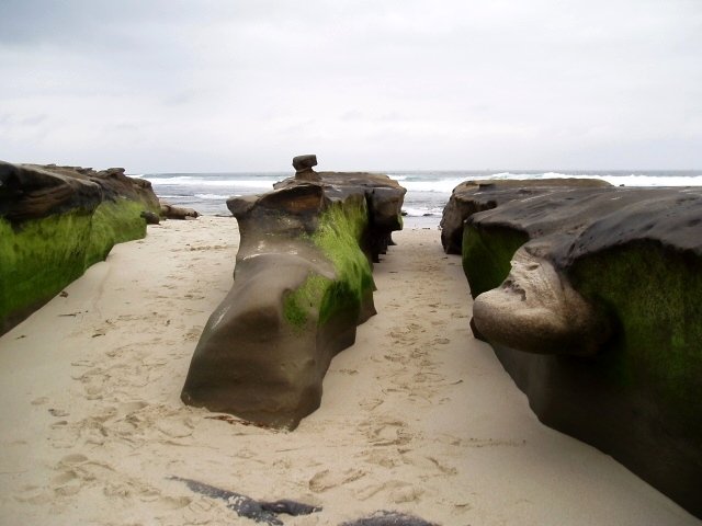 On one of the smaller beaches in La Jolla, these moss covered rocks appear to move like pinnepeds toward the water.
