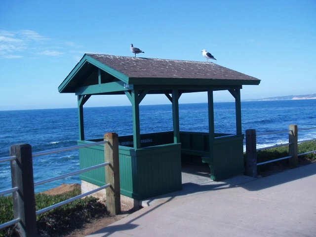 Gulls guarding one of the shelters above La Jolla Cove.
