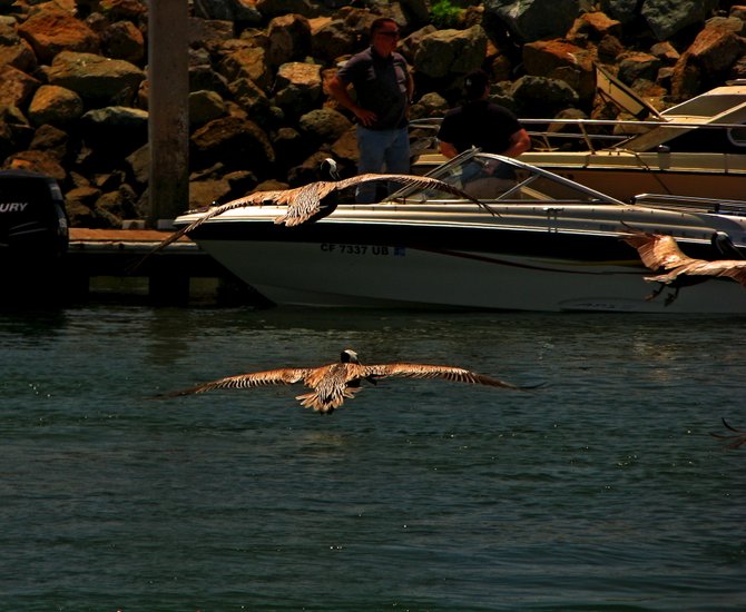 Pelicans flying to perhaps get a meal from one of the boats coming in to Shelter Island.
