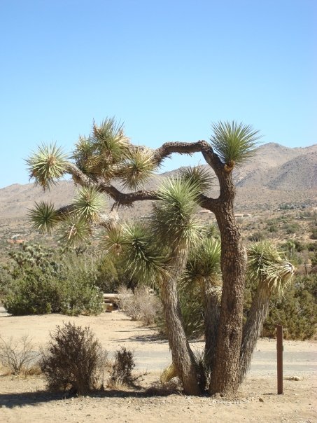 This is a typical example of the unique Joshua trees that populate Joshua Tree National Park. They appear otherwordly shooting out branches with starburst and cacti-like ends. 