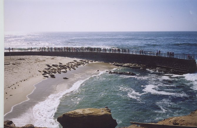 Seals and people. Can't we all just get along?
