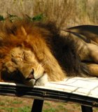 Lion caught sleeping