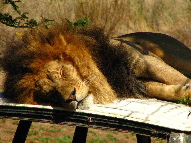 Lion caught sleeping