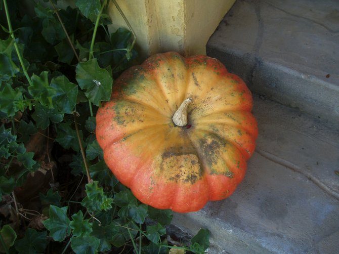  A "fairytale" pumpkin sits on the steps of an outbuilding at Summers Past Farms looking as though it was put there especially for Cinderella. 