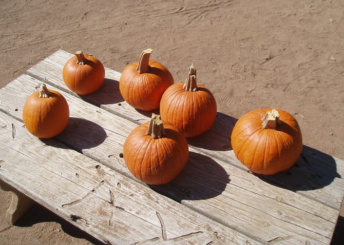 Pumpkins for sale at Summers Past Farms in El Cajon.

