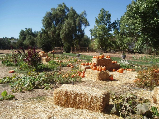 A sweet pumpkin patch at Summers Past Farms in El Cajon. The farm has a wonderful plant nursery with gorgeous succulents and herbs. There are two gift stores, one of which is located inside a barn, that sell gardening wares, cookbooks, holiday items and hand made soaps. Pack a picnic and enjoy gourmet coffee drinks on the shaded patio. You might catch a glimpse of a decorative hen or one of the kitties or bunnies that live on the farm.