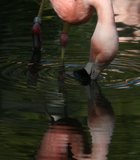 Flamingo at the Wild Animal Park