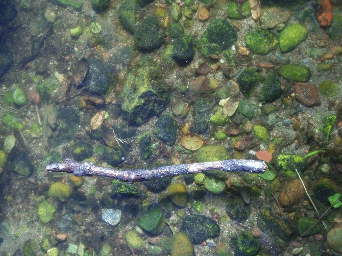 This stick appears to defy gravity as it floats over a shallow area in one of the lakes at Santee Lakes. 