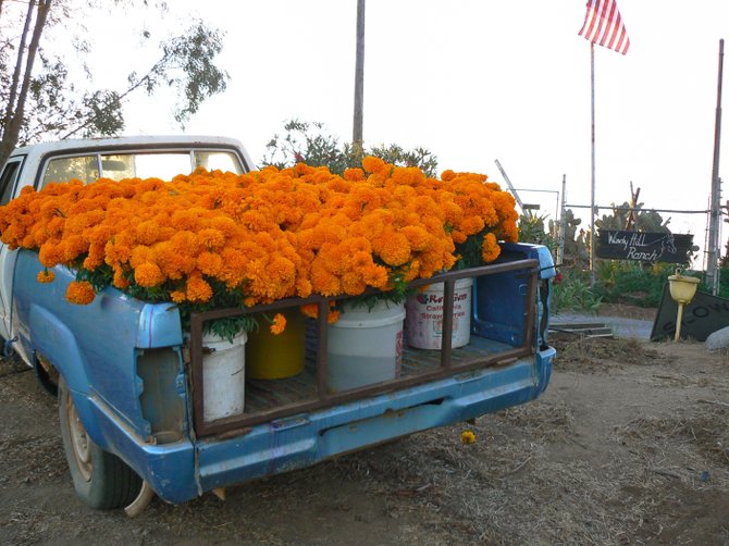 A Truckload of Sunshine: Marigold harvest for The Day of The Dead, on a farm near Bonsall and Fallbrook, CA