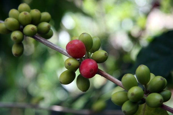  Coffee beans growing on the Greenwell Coffee plantation