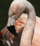 Jealous Flamingo at The Wild Animal Park