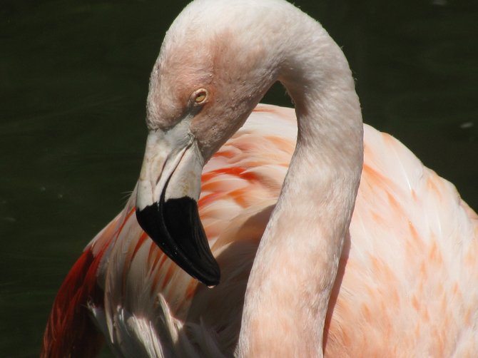 Jealous Flamingo at The Wild Animal Park