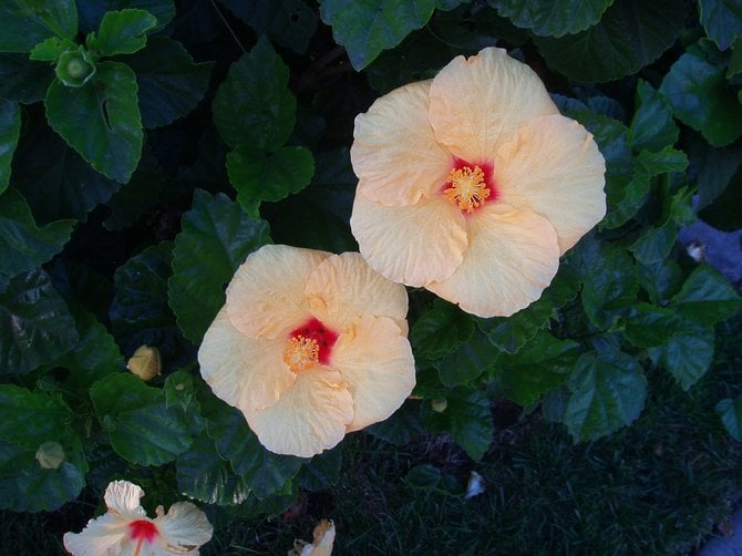 These gorgeous hibiscus flowers were growing on a hedge at the corner of Hwy. 101 and Via de la Valle. I have several varieties of hibiscus in my backyard, but I have never seen any of this color.
