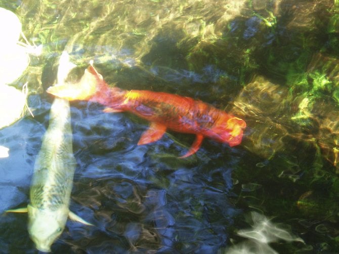 These koi fish swimming in one of the several ponds at the meditation garden on the grounds of the Self Realization Fellowship Temple and Retreat in Encinitas look like they're right out of one of Monet's impressionist paintings.
