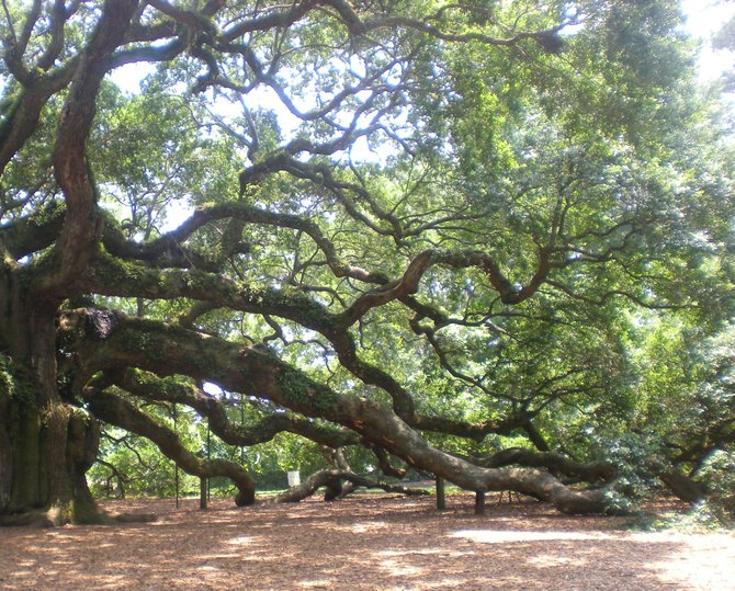  Johns Island, South Carolina - Angel Oak is thought to be one of the oldest living organisms east of the Mississippi and estimated to be in excess of 1,400 yrs old.  While its height of 65 ft. might not be impressive, the shaded area covered by its foliage extends over 17,000 sq. ft.   It is 9 ft. in diameter with one limb measuring in at 89 ft. 
