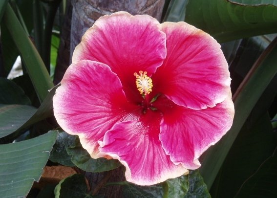 Another fine example of a hibiscus flower. This one was growing in the lush gardens at Legoland in Carlsbad.