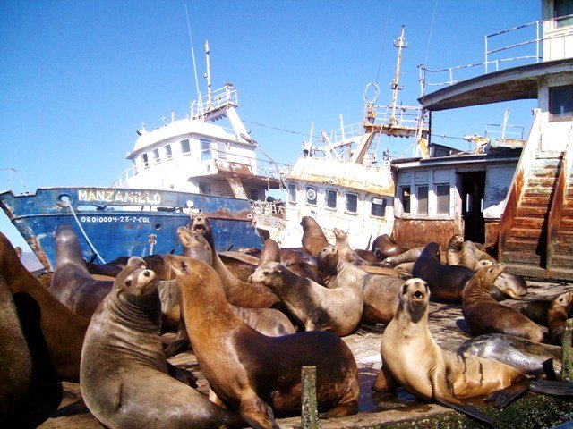 Just some of the probably hundreds of seals resting on a semi sunken ship about 3 miles into the water from Ensenada's malecon 