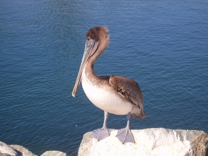  A friendly pelican waiting for a handout on the jetty at Shelter Island.
