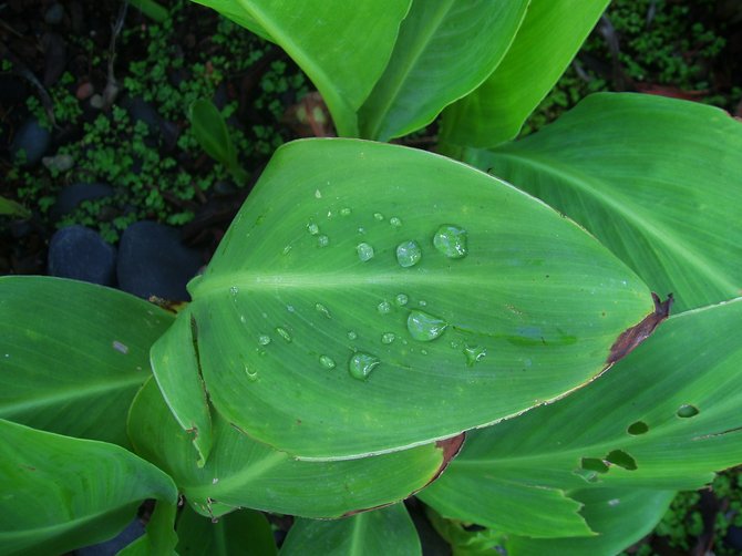 Water droplets on a tropical plant are one of the soothing sights in the meditation garden at the Self Realization Fellowship Temple and Retreat in Encinitas.