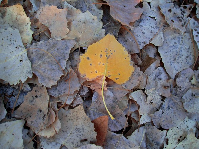 A newly fallen leaf having landed upon a pile of decaying autumn leaves in Mast Park, Santee.