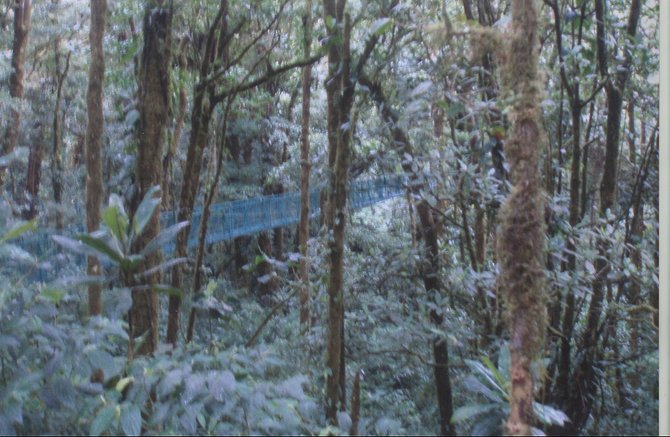 A hanging bridge winds its way through the Costa Rican cloud forest in Monteverde.
