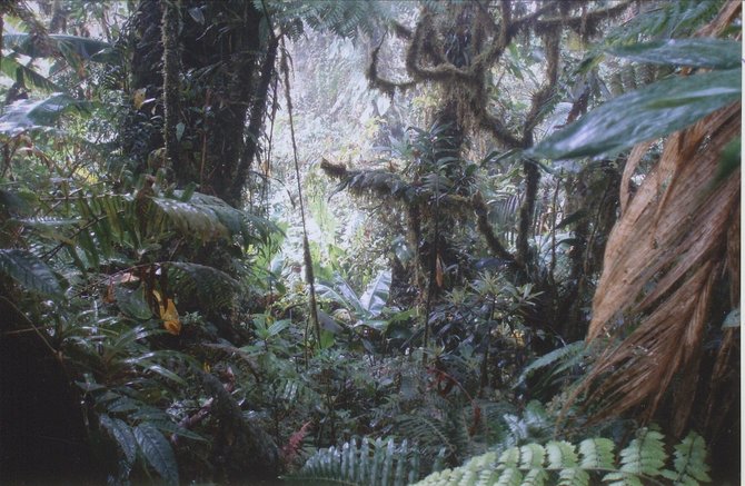 Entering deeper into the lush Costa Rican cloud forest of Monteverde