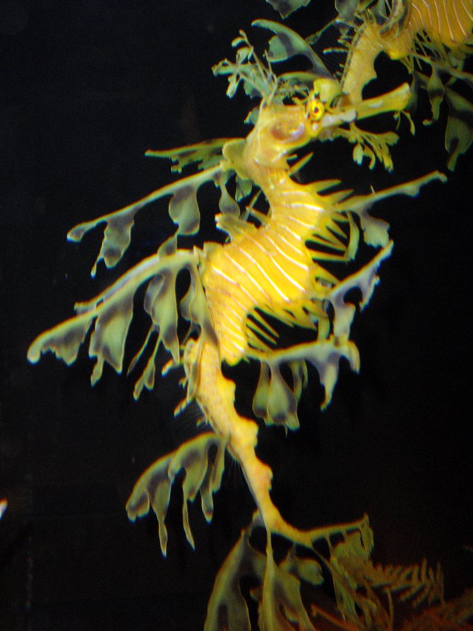 Dragon Seahorse at the Birch Aquarium.
