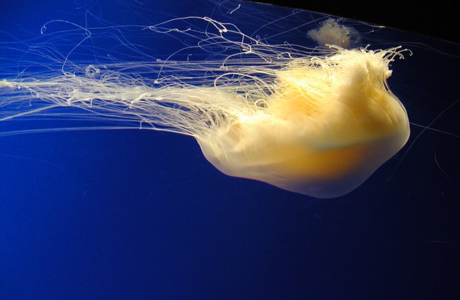 In the Realm of the Jellies: Monterey Bay Aquarium, Monterey, CA